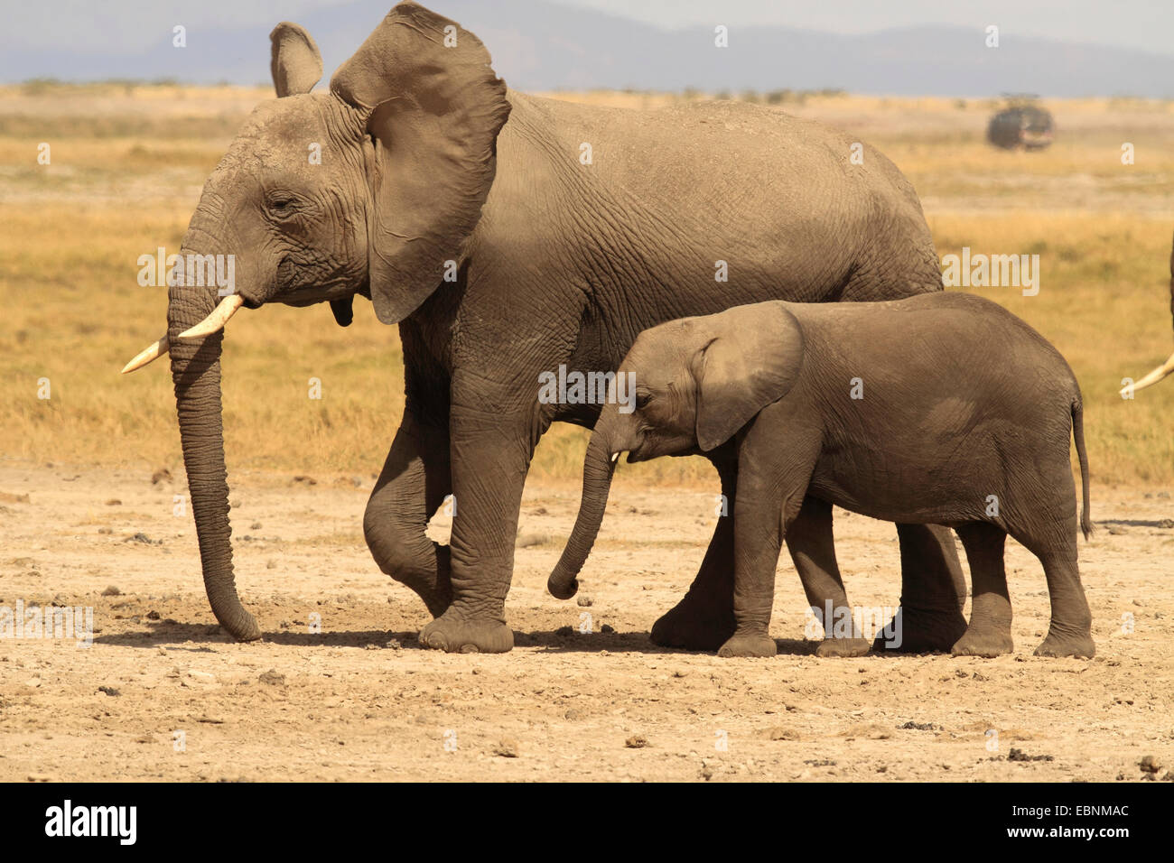 Afrikanischer Elefant (Loxodonta Africana), Frau mit Baby, Kenia-Amboseli-Nationalpark Stockfoto