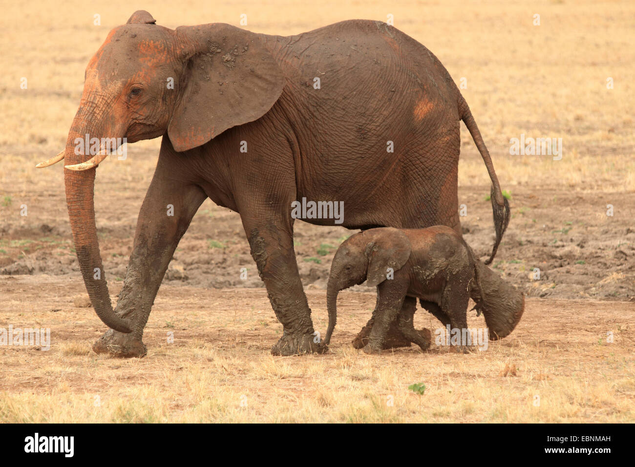 Afrikanischer Elefant (Loxodonta Africana), Frau mit Baby, Kenia, Tsavo East National Park Stockfoto