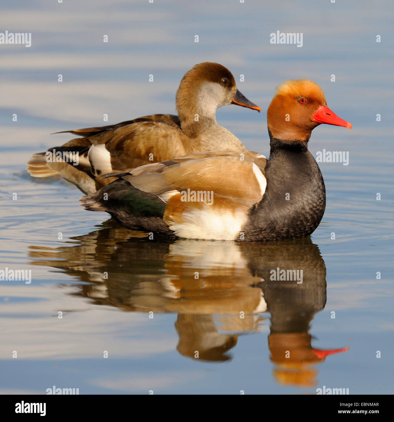 rot-crested Tafelenten (Netta Rufina), Zucht paar ruht auf dem Wasser, Deutschland, Baden-Württemberg Stockfoto