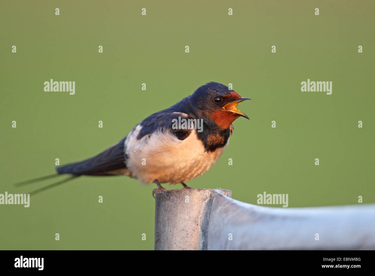 Rauchschwalbe (Hirundo Rustica), sitzt auf einem Zaun Pfosten und mit der Aufforderung, Niederlande, Flevoland Stockfoto