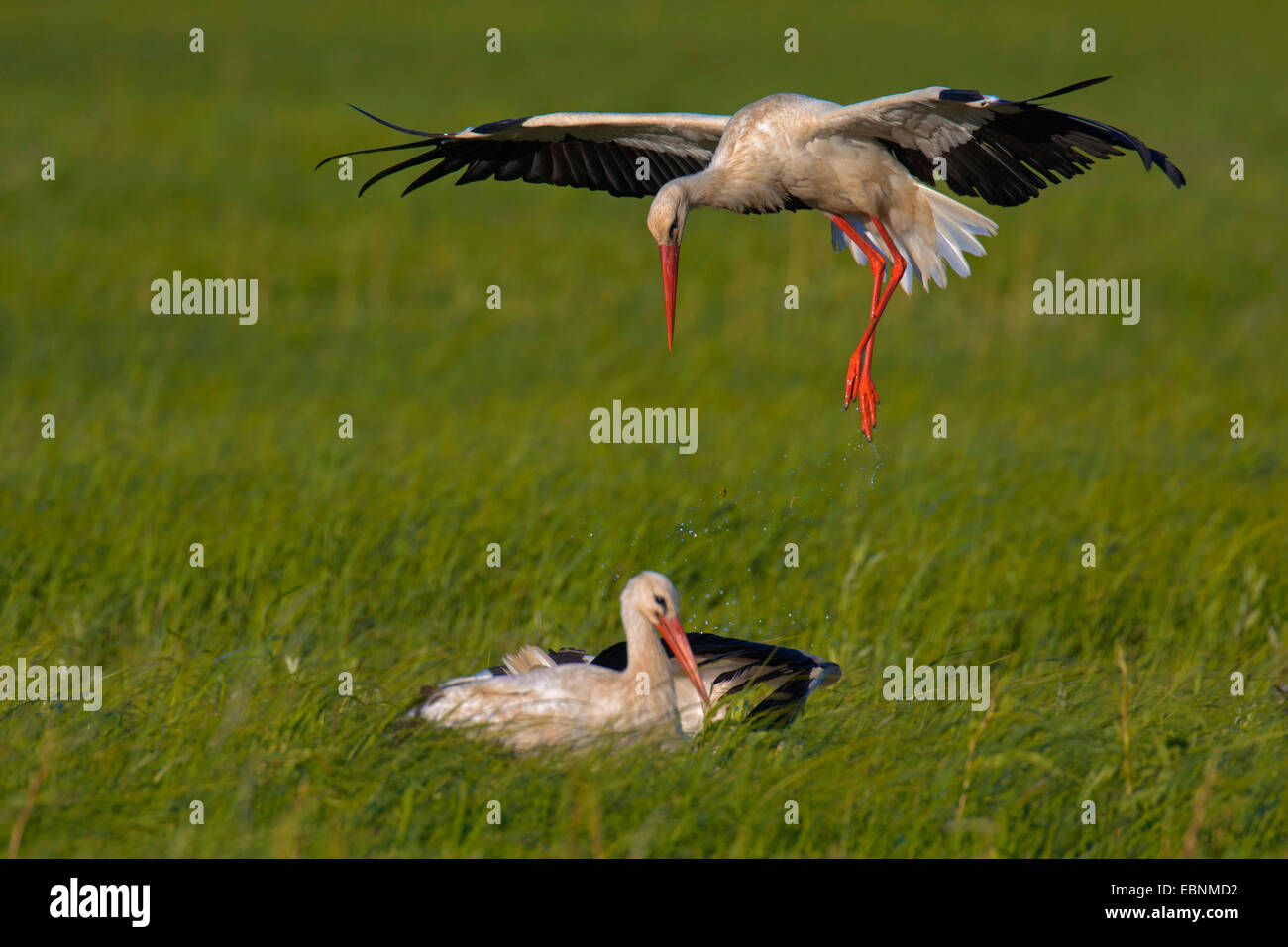 Weißstorch (Ciconia Ciconia), zwei Störche auf einer Wiese Marsh, einer von ihnen nimmt, Österreich, Burgenland, Neusiedler See Nationalpark Stockfoto