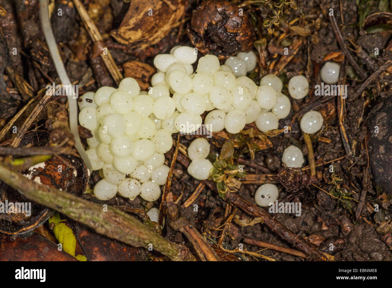 Spanische Metallklumpen, lusitanische Slug (Arion Lusitanicus), Eiern, Deutschland, Bayern Stockfoto