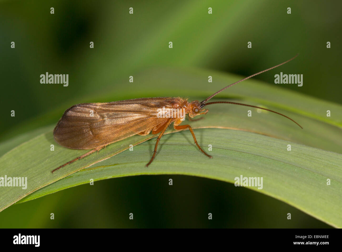 Köcherfliegen (Trichoptera), Köcherfliegenart auf einem Blatt, Deutschland, Bayern Stockfoto