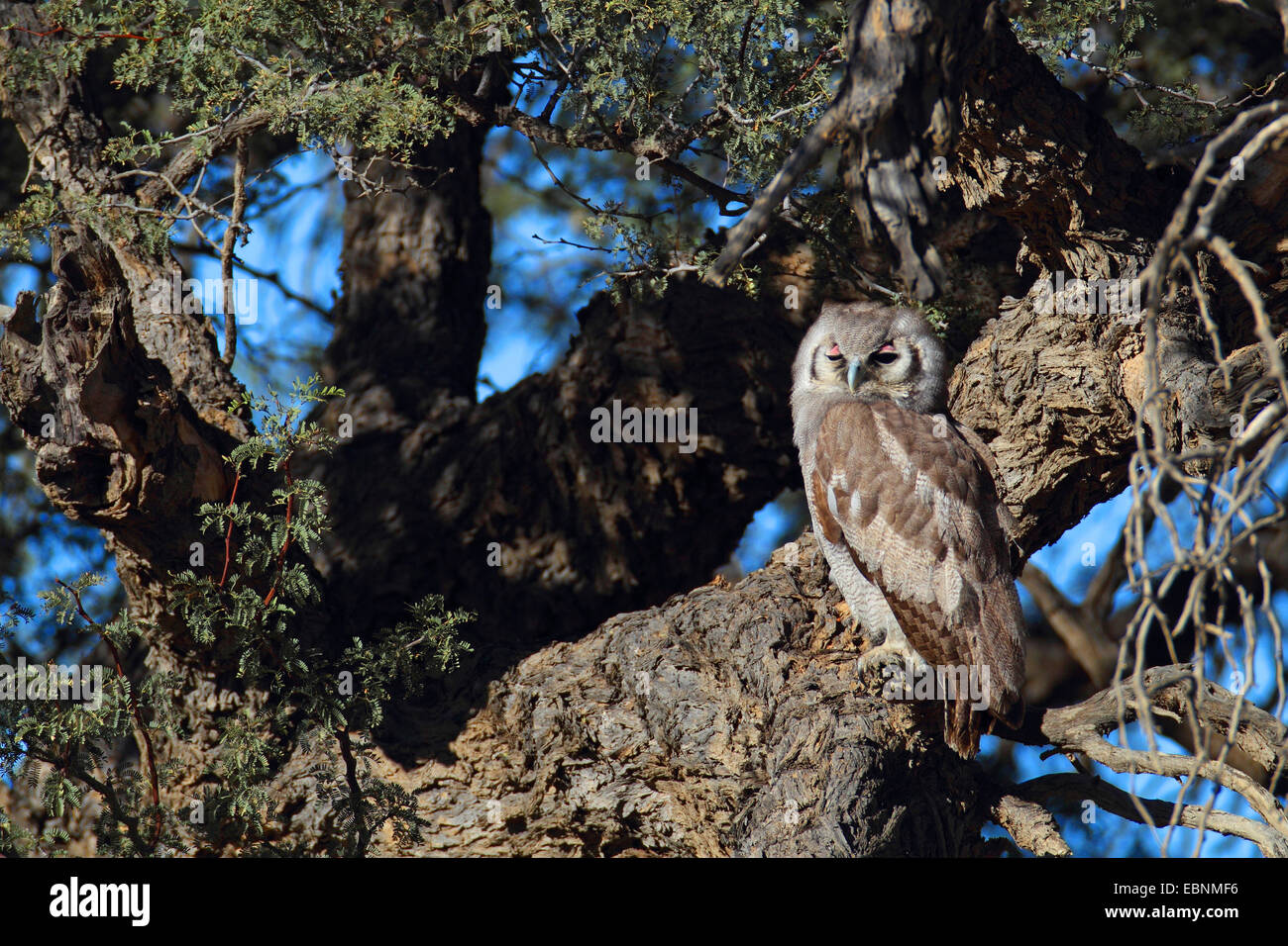 Verreaux Uhu, riesige Uhu (Bubo Lacteus), sitzt in der Morgensonne in einem Baum, Südafrika, Kgalagadi Transfrontier National Park Stockfoto