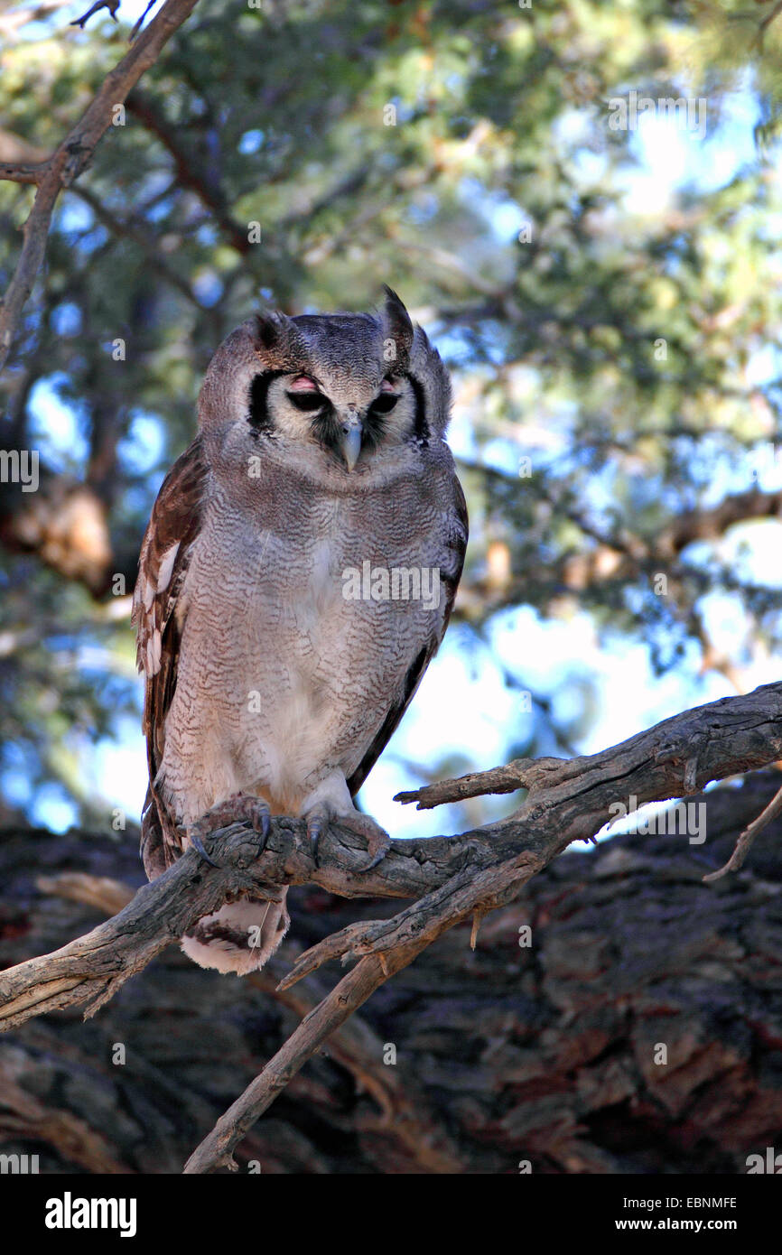 Verreaux Uhu, riesige Uhu (Bubo Lacteus), sitzt im Schatten des Baumes, Südafrika, Kgalagadi Transfrontier Nationalpark Stockfoto