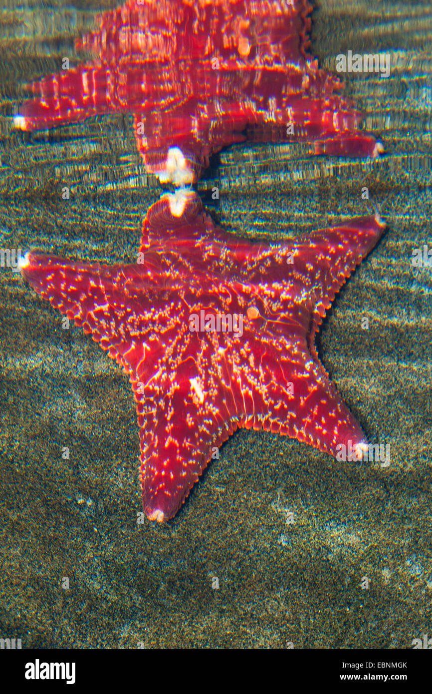 Rote Kissen Star, rote Kissen (Porania Pulvillus), mit Spiegelbild auf der Wasseroberfläche Stockfoto
