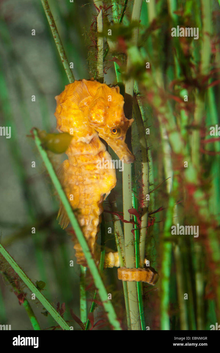 Kurz-snouted Seepferdchen, kurze snouted Seepferdchen (Hippocampus Hippocampus), eine Wasserpflanze festhalten Stockfoto