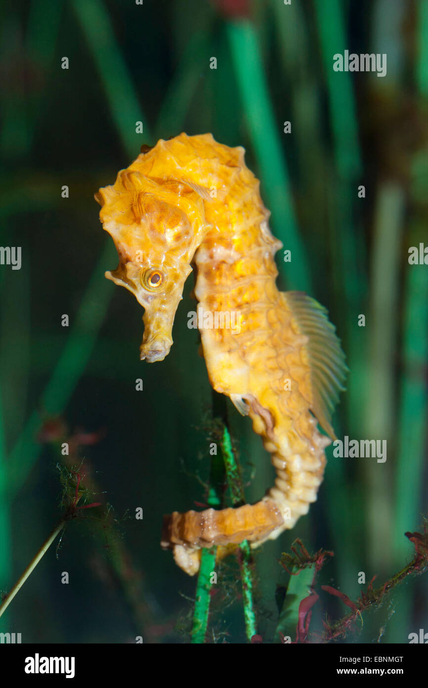 Kurz-snouted Seepferdchen, kurze snouted Seepferdchen (Hippocampus Hippocampus), eine Wasserpflanze festhalten Stockfoto