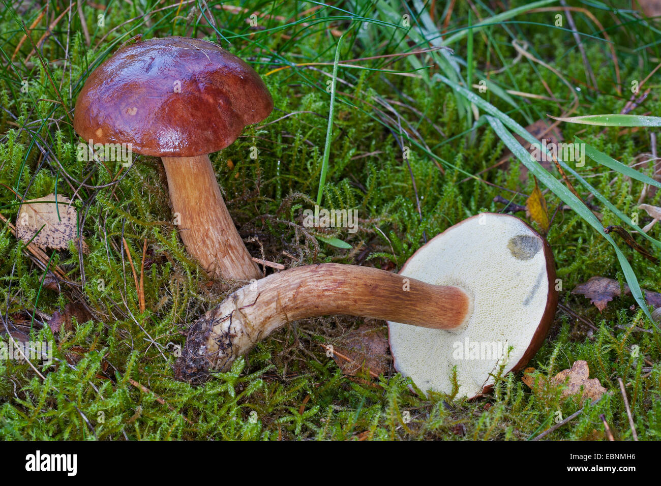 Bucht Bolete (Boletus Badius, Xerocomus Badius), zwei Fruchtkörper in Moos auf Waldboden, Deutschland Stockfoto