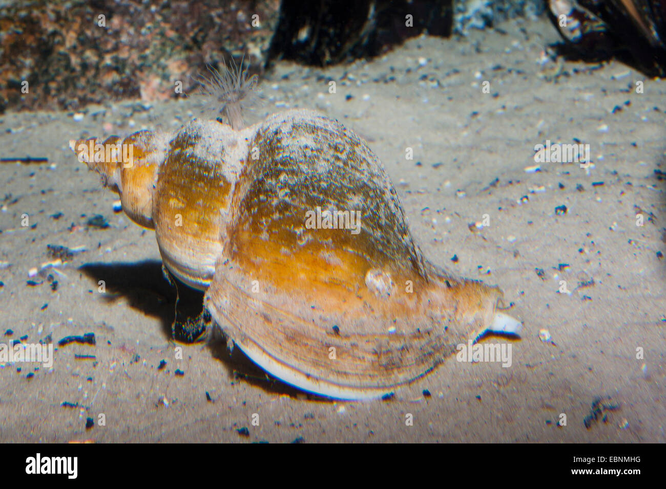 alten Wellhornschnecke, alten Neptun, gemeinsamen Spindel Schnecke, Neptun Schnecke, rote Wellhornschnecke, Buckie (Fusus Antiqua, Neptunea Antiqua), auf dem Boden Stockfoto