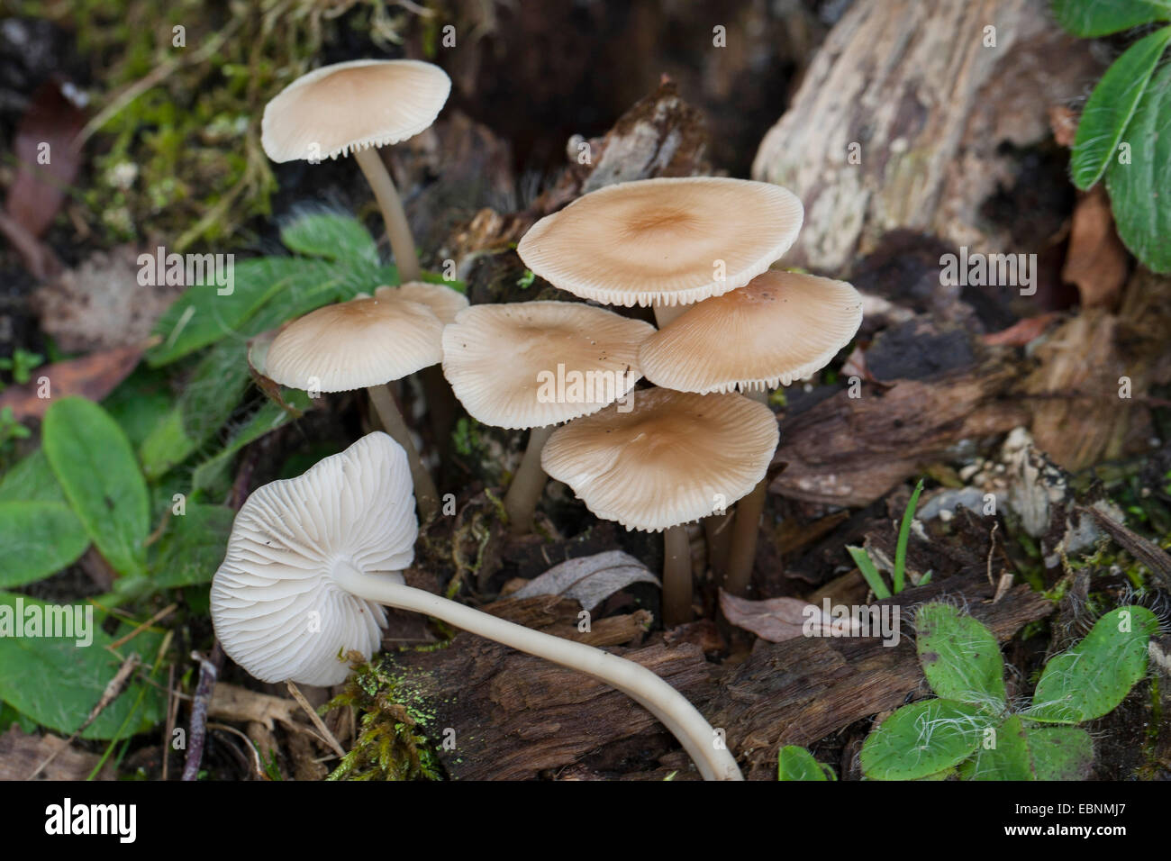 Gemeinsamen Motorhaube, Toque Mycena, Rosy-Gill Fee Helm (Mycena Galericulata), mehrere gemeinsame Motorhaube auf Waldboden Stockfoto