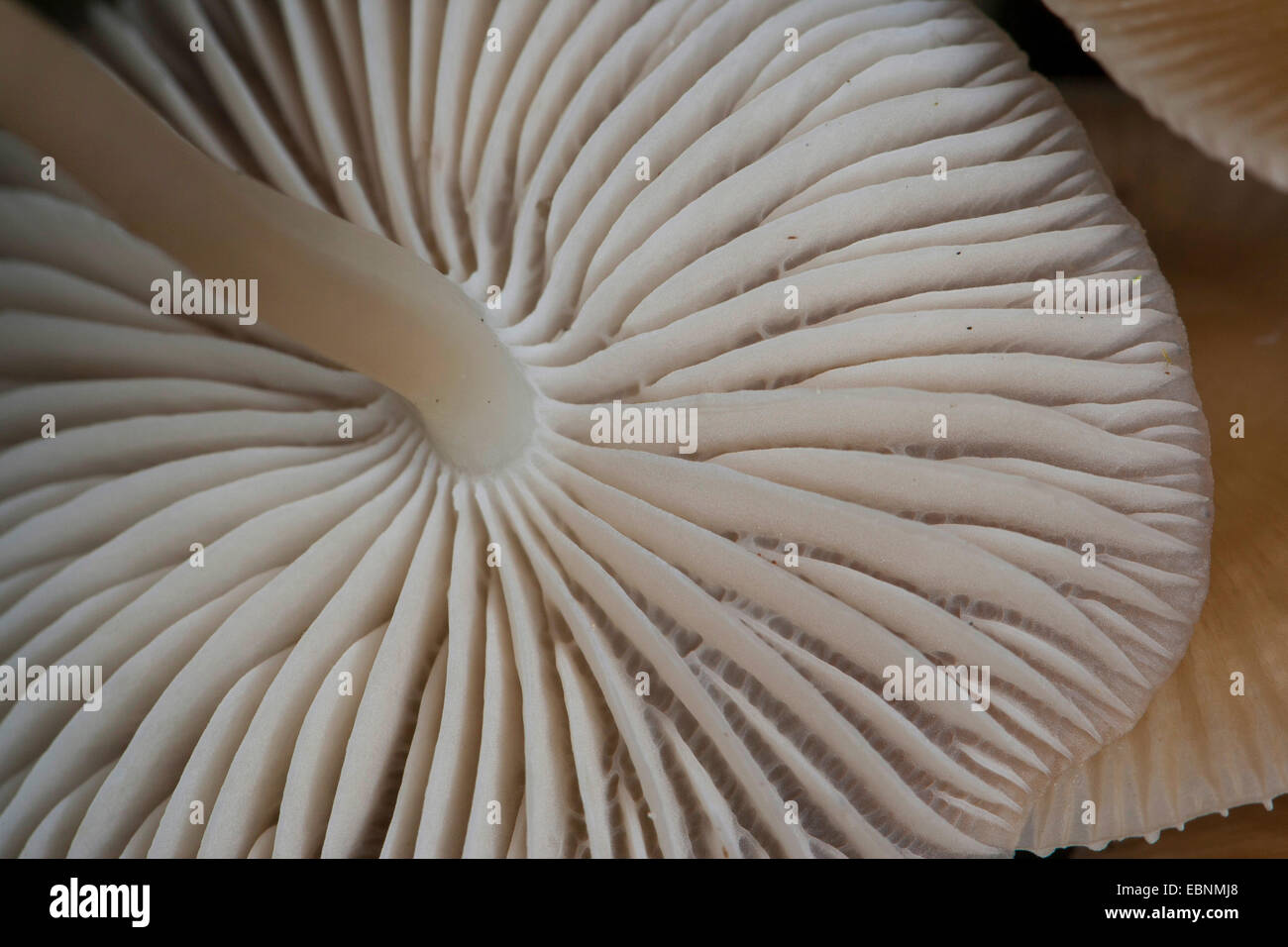 Gemeinsamen Motorhaube, Toque Mycena, Rosy-Gill Fee Helm (Mycena Galericulata), Unterseite des gemeinsamen Motorhaube Stockfoto