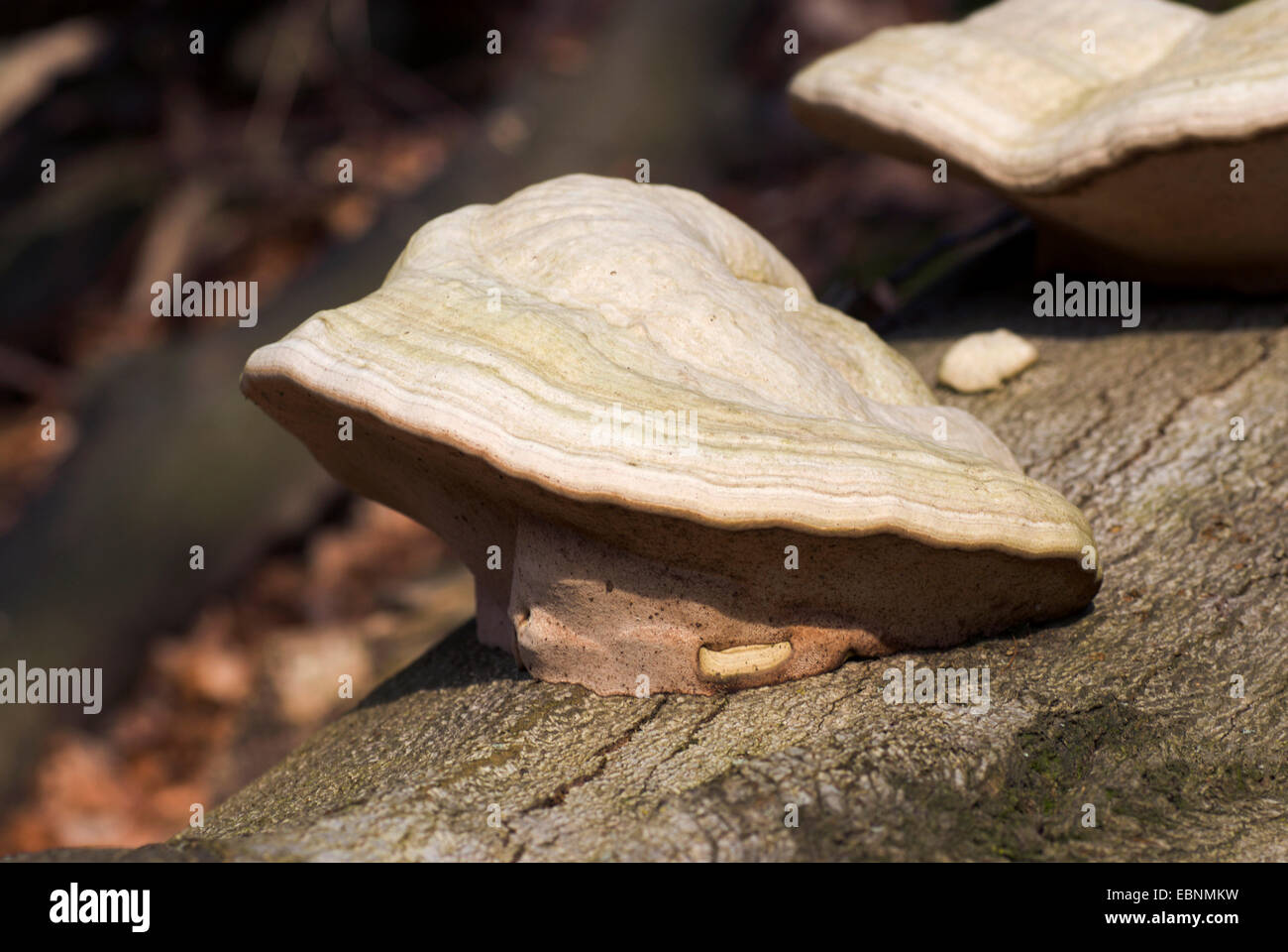 Pilz, Zunder Halterung (Zündstoff Fomentarius), der Hufe auf Totholz, Deutschland Stockfoto