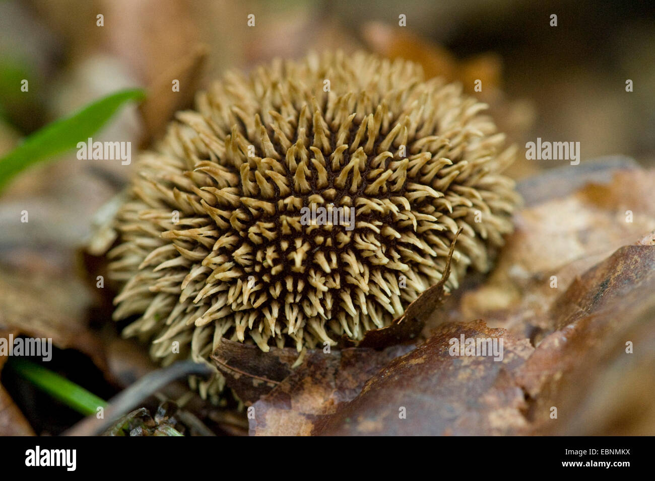 stachelige Puffball (Lycoperdon Echinatum), auf Waldboden, Deutschland Stockfoto