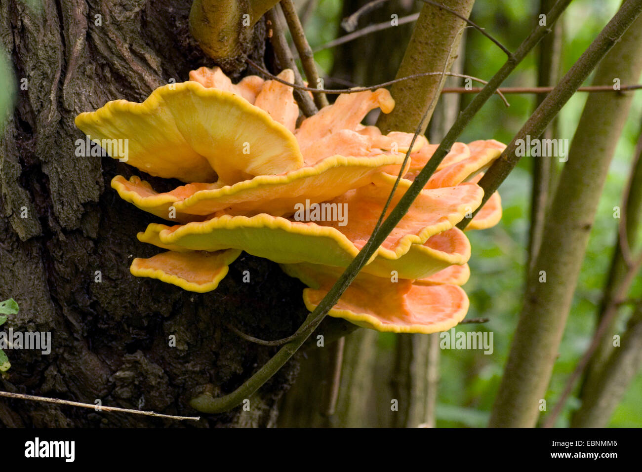 Das Huhn von Wäldern, Schwefel Polypore, Schwefel-Regal (Laetiporus Sulphureus), Fruchtbildung Bodie auf Baumstamm, Deutschland Stockfoto