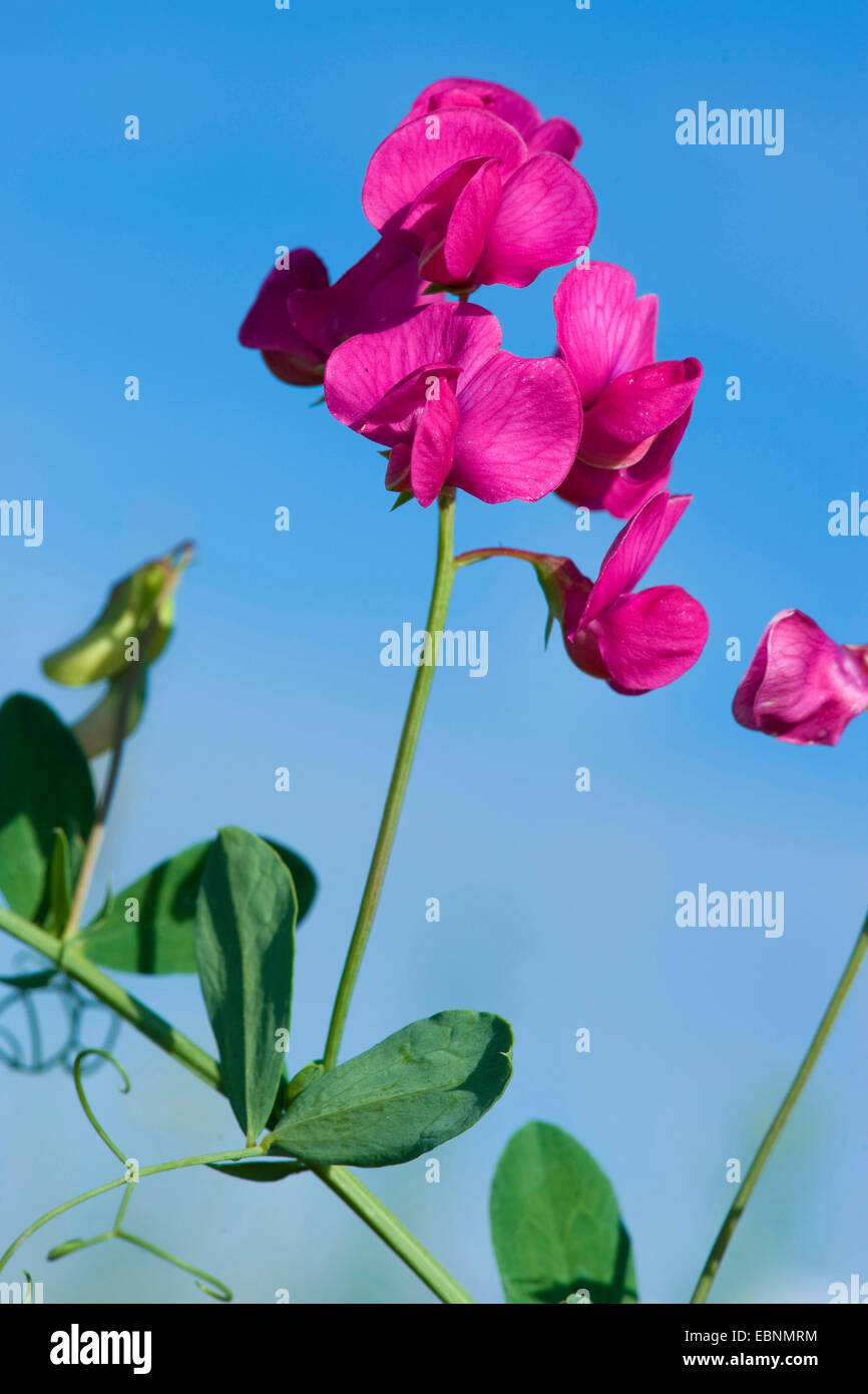 Erde-Nuss-Peavine, Tuberöse Platterbse, Tuberöse Erbse (Lathyrus Tuberosus), Blüte vor blauem Himmel, Deutschland Stockfoto