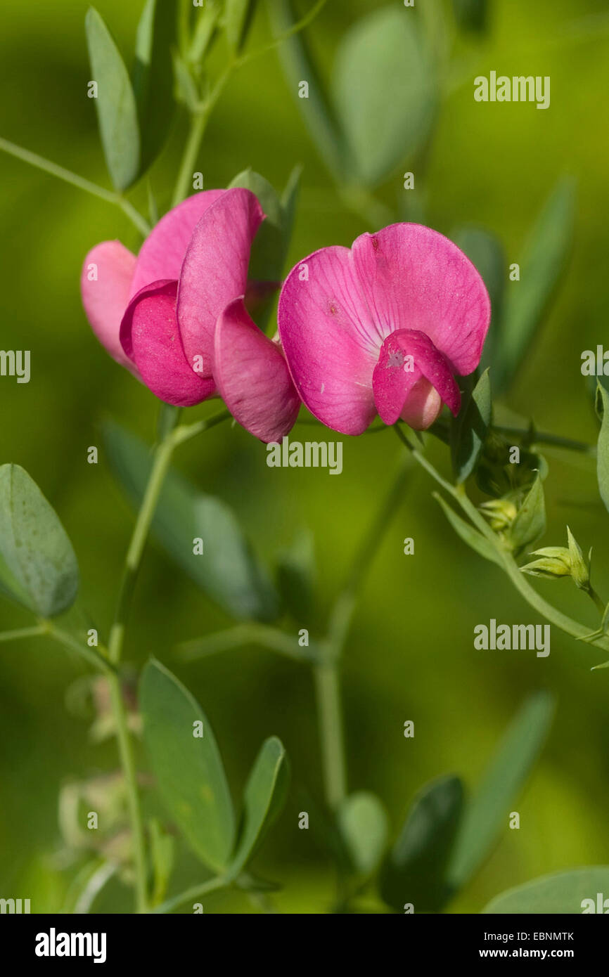 Erde-Nuss-Peavine, Tuberöse Platterbse, Tuberöse Erbse (Lathyrus Tuberosus), blühen, Deutschland Stockfoto