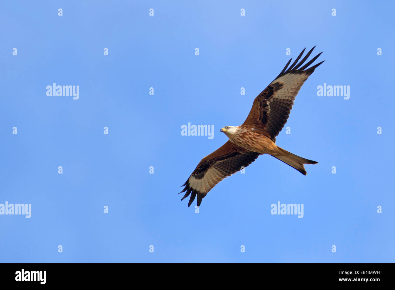 Rotmilan (Milvus Milvus), fliegen, Schweden, Falsterbo Stockfoto