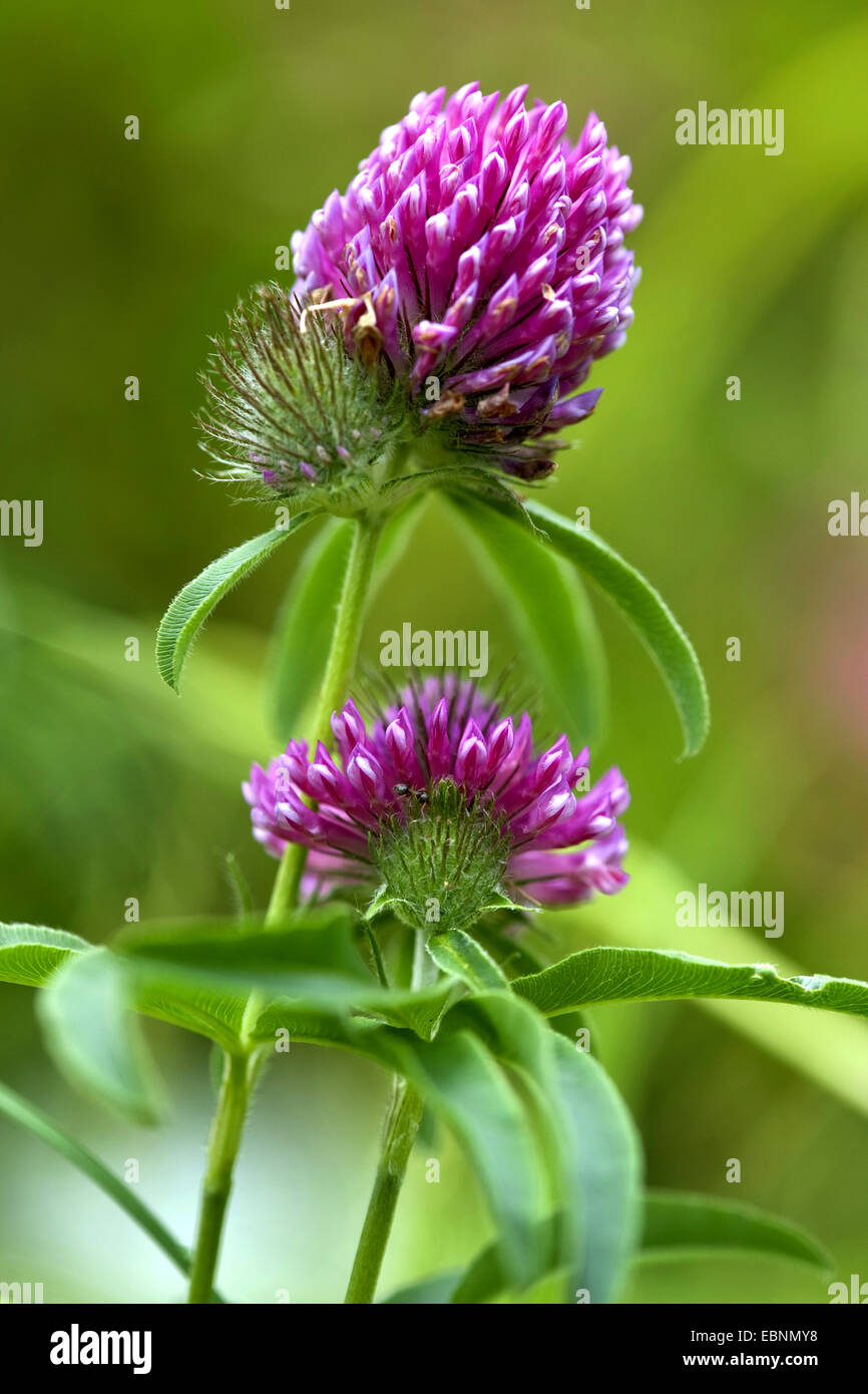 Berg Zick-Zack-Klee (Trifolium Alpestre), blühen, Deutschland Stockfoto