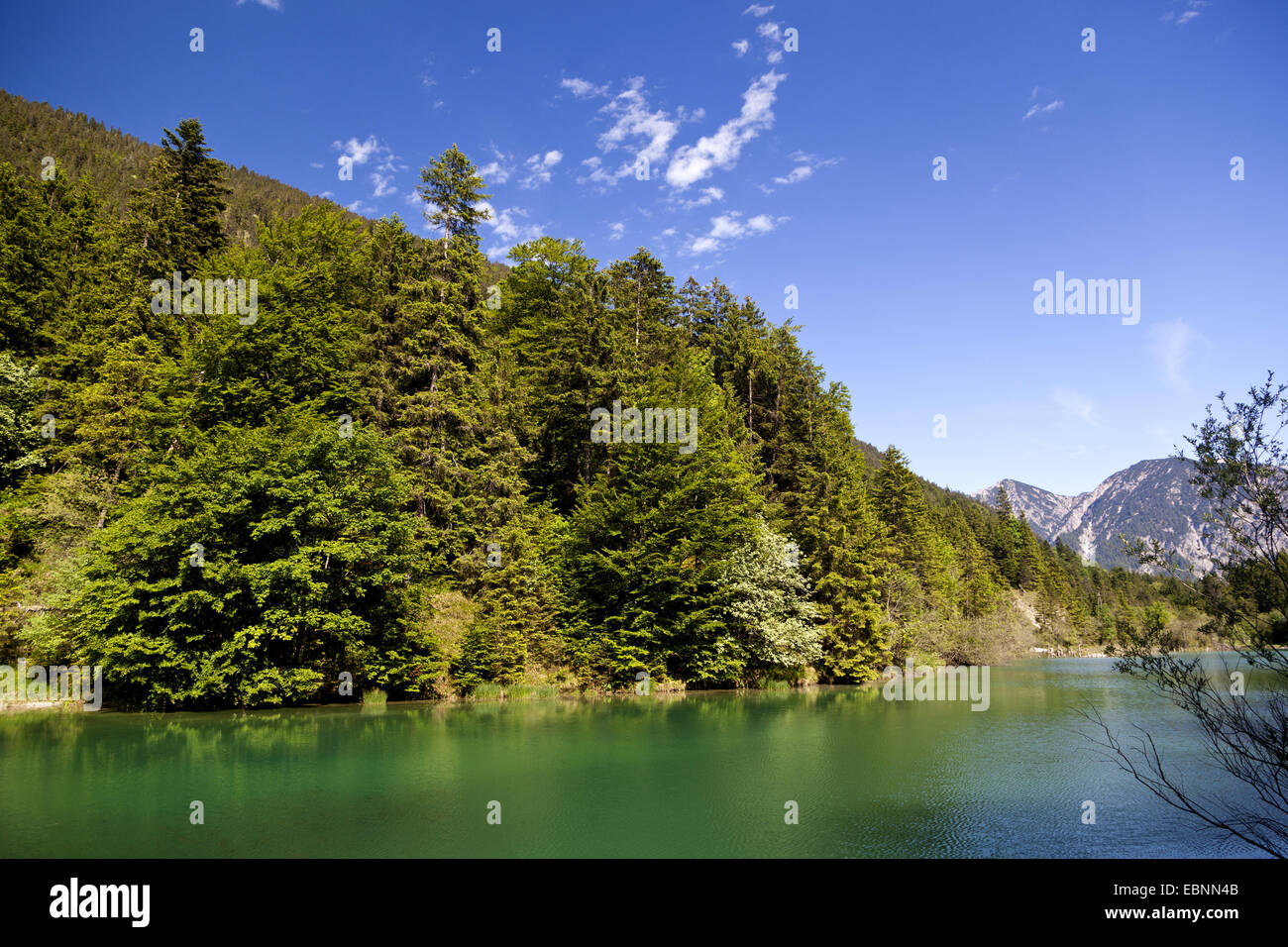 Bergsee mit grünem Wasser und Nadelwald am Ufer, Österreich, Tirol, Kleiner Plansee Stockfoto