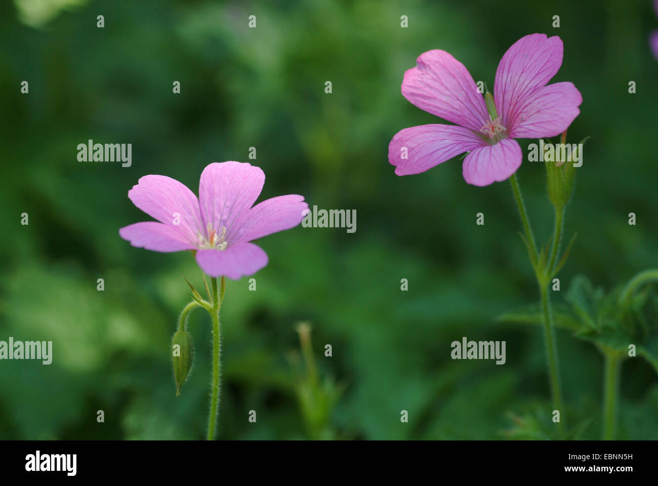 Französisch-Storchschnabel (Geranium Endressii), blühen Stockfoto