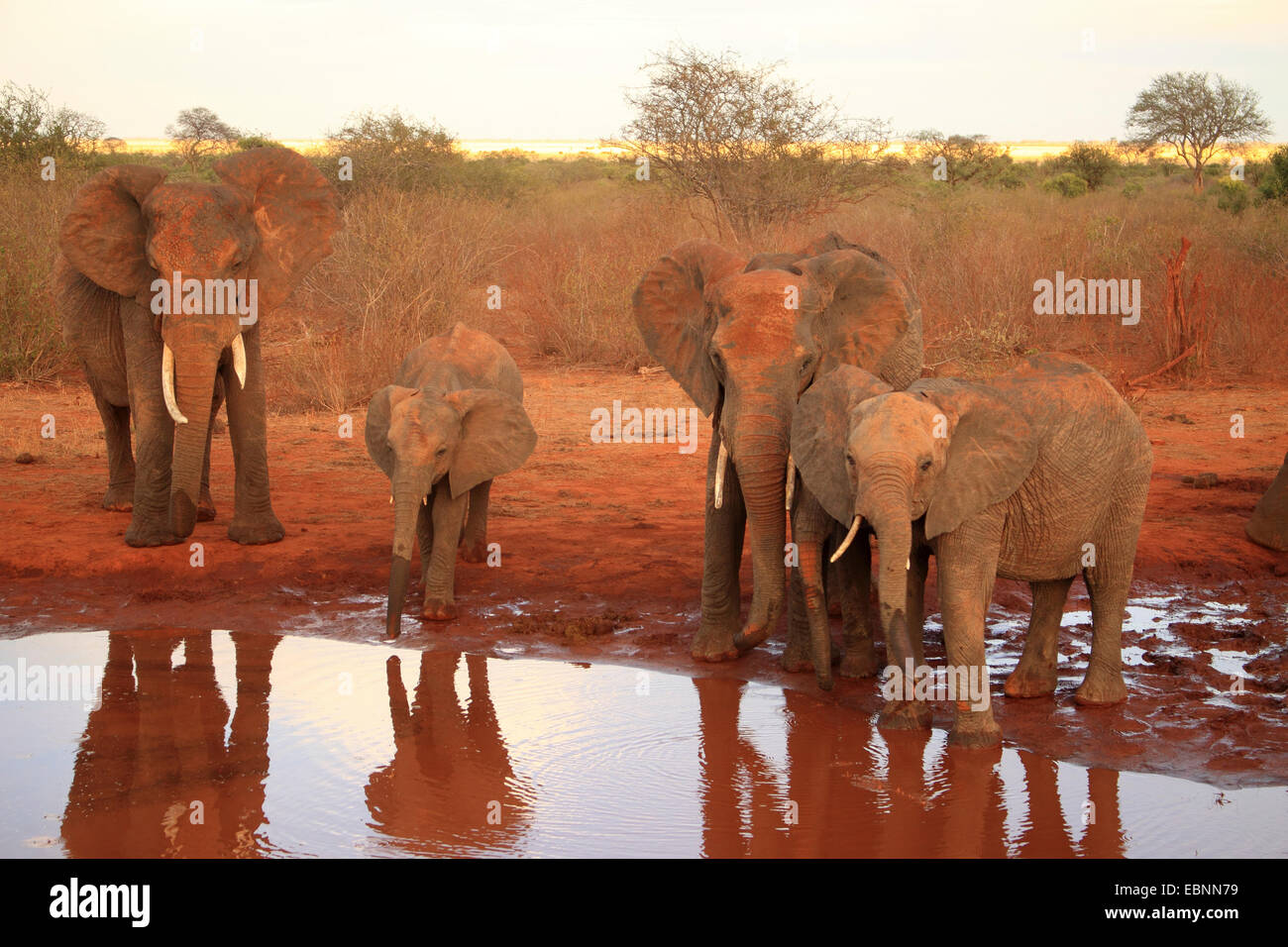 Afrikanischer Elefant (Loxodonta Africana), Elefanten am Wasserloch, Kenia, Tsavo East National Park zu trinken Stockfoto
