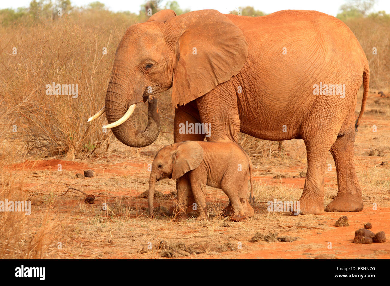 Afrikanischer Elefant (Loxodonta Africana), Kuh Elefanten mit Kalb, Kenia, Tsavo Ost Nationalpark Stockfoto