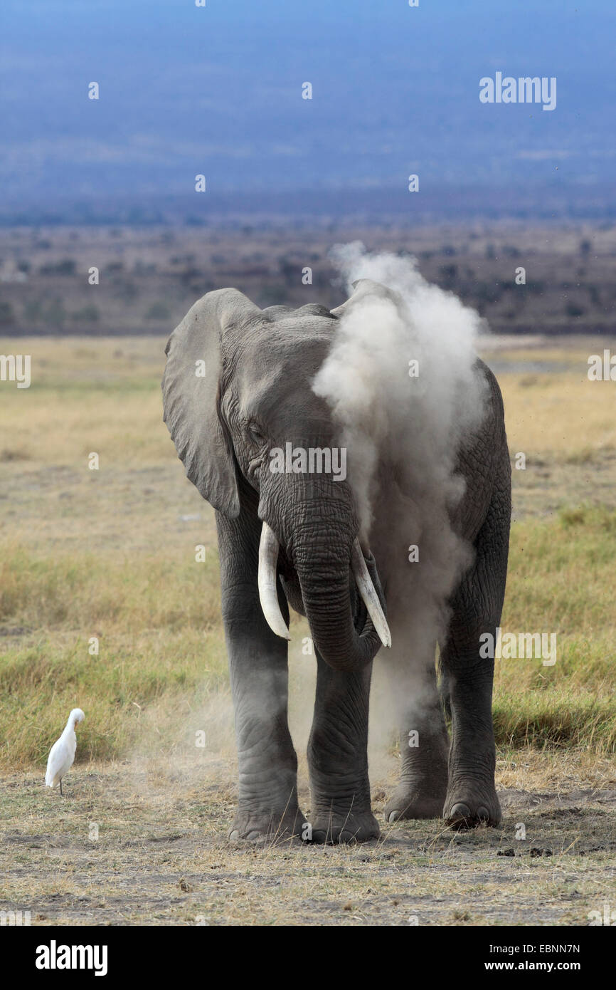 Afrikanischer Elefant (Loxodonta Africana), wobei eine Staub-Bad, Kenia-Amboseli-Nationalpark Stockfoto