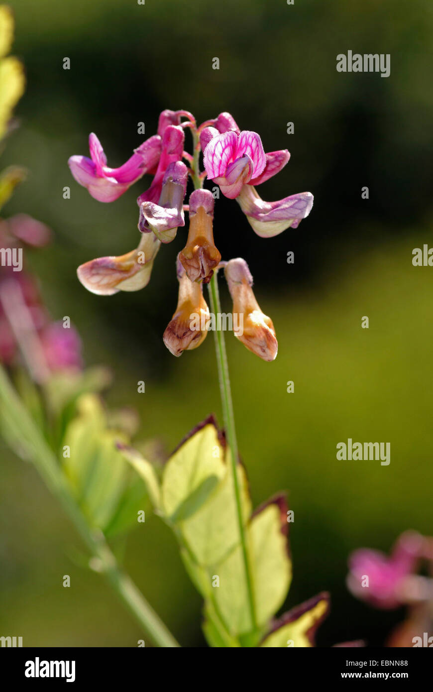 Schwarze Erbsen (Lathyrus Niger), Blütenstand, Deutschland Stockfoto