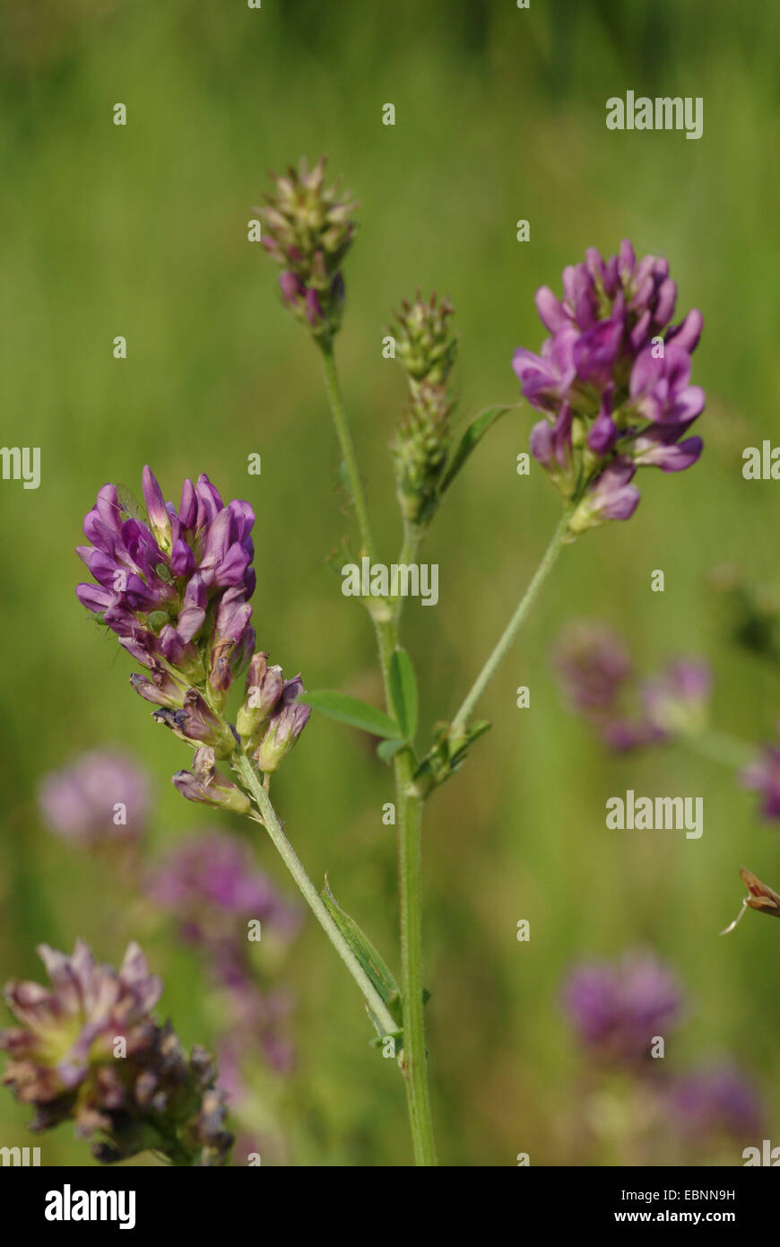 Luzerne, Luzerne (Medicago Sativa Agg., Medicago x Varia, Medicago Varia), blühende Stockfoto