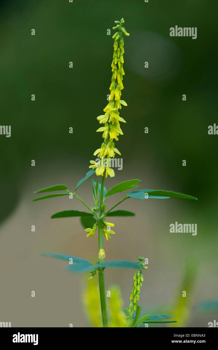 Gemeinsamen Melilot, gerippte Melilot, gelbe Melilot, gelbe Sweetclover, Steinklee (Melilotus Officinalis), Blütenstand, Deutschland Stockfoto