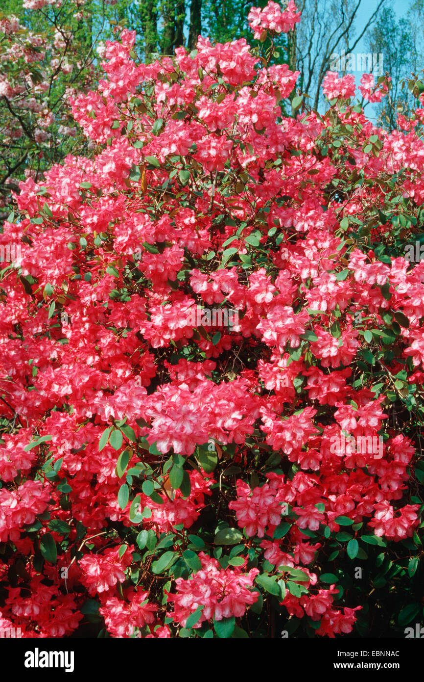 Rhododendron williamsianum ericaceae Stockfotos und -bilder Kaufen - Alamy