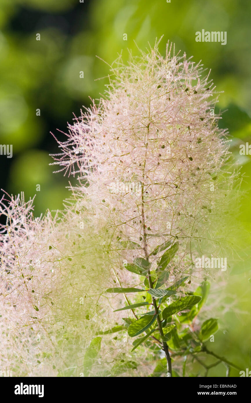 venezianische Sumach, Smoketree (Cotinus Coggygria, Rhus Cotinus), Fruchtkörper Stockfoto