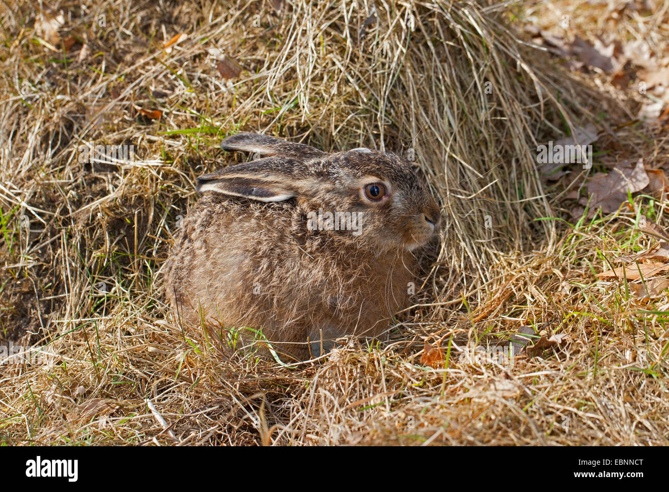 Feldhase, Hase Feldhase (Lepus Europaeus), junge im zeitigen Frühjahr, Deutschland Stockfoto