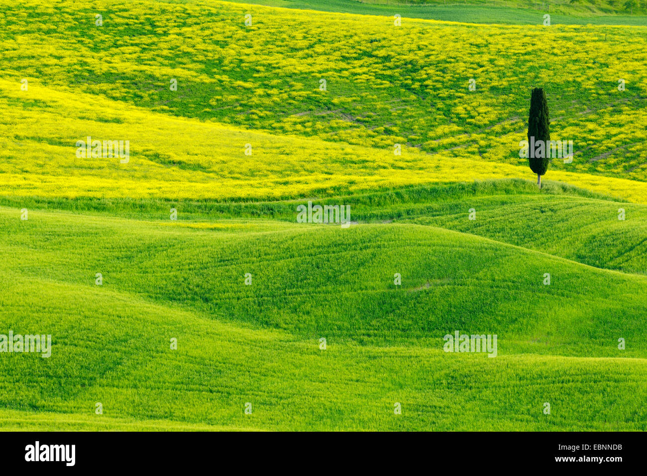 Italienische Zypresse (Cupressus Sempervirens), grüne und hügelige Ackerland mit Cypress, Val d' Orcia, San Quirico d' Orcia, Italien, Toskana Stockfoto