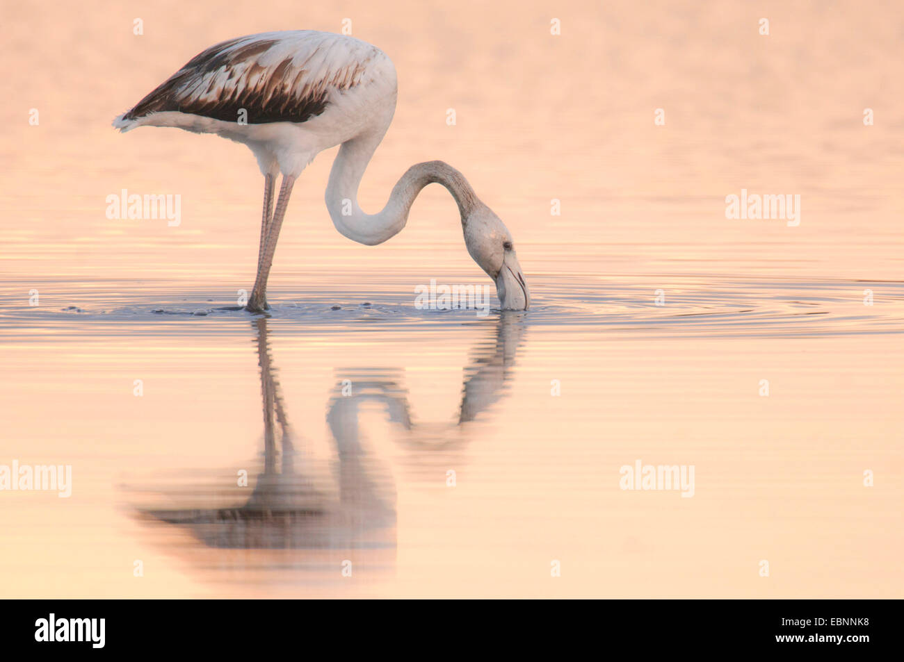 Rosaflamingo (Phoenicopterus Roseus, Phoenicopterus Ruber Roseus), Salobrar tun stehen im flachen Wasser und Essen, Spanien, Balearen, Mallorca, Campos Stockfoto