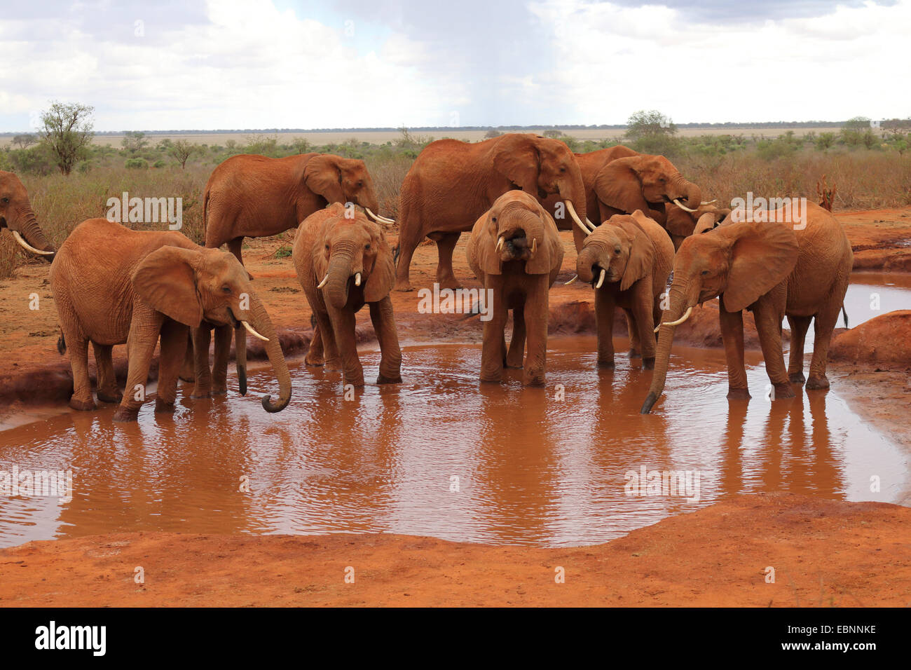 Afrikanischer Elefant (Loxodonta Africana), Elefanten am Wasserloch, Kenia, Tsavo East National Park zu trinken Stockfoto