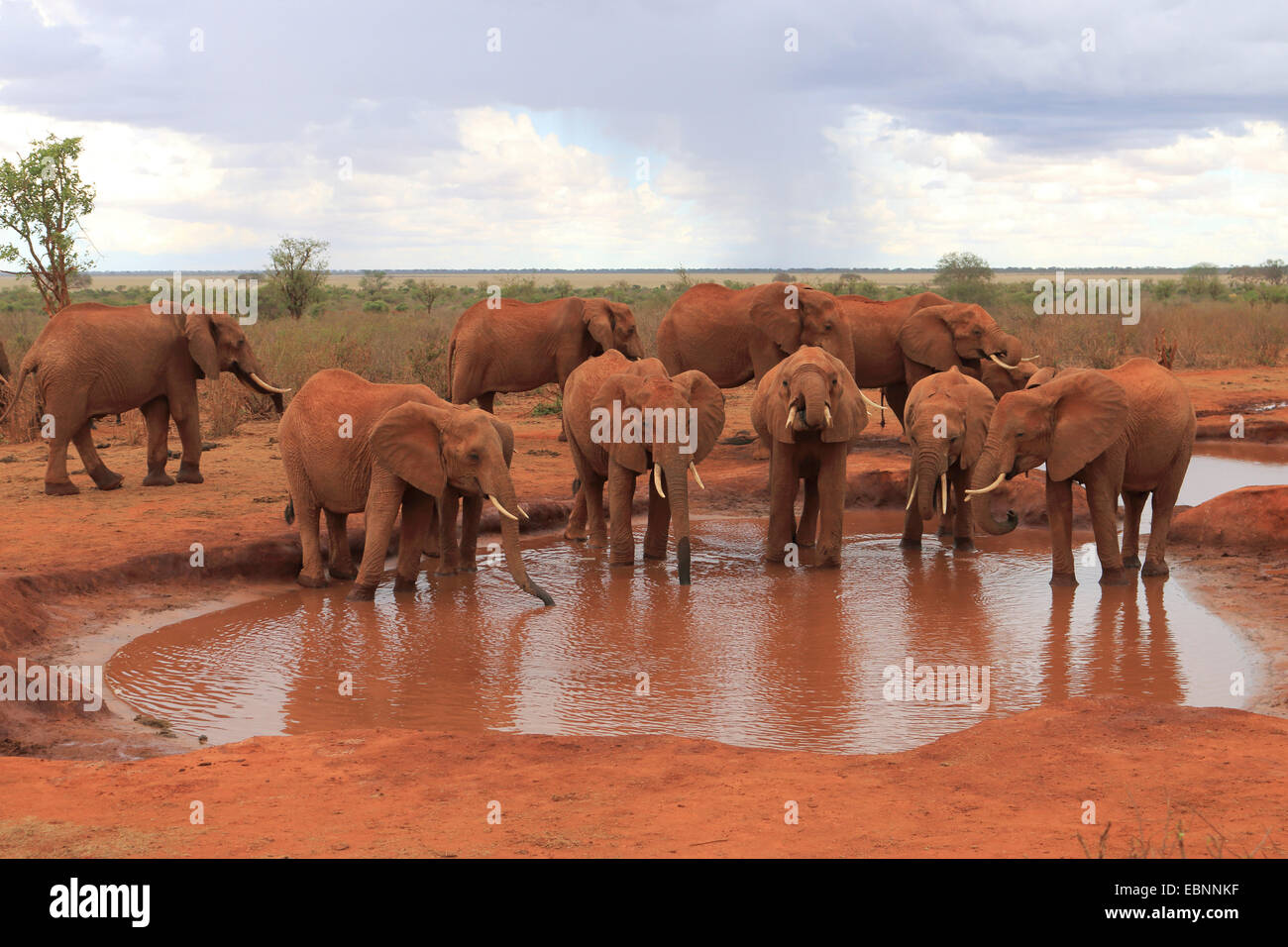 Afrikanischer Elefant (Loxodonta Africana), Elefanten am Wasserloch, Kenia, Tsavo East National Park zu trinken Stockfoto