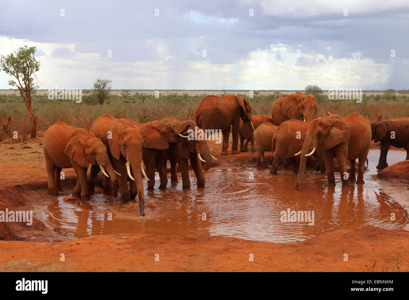 Afrikanischer Elefant (Loxodonta Africana), Elefanten am Wasserloch, Kenia, Tsavo East National Park zu trinken Stockfoto