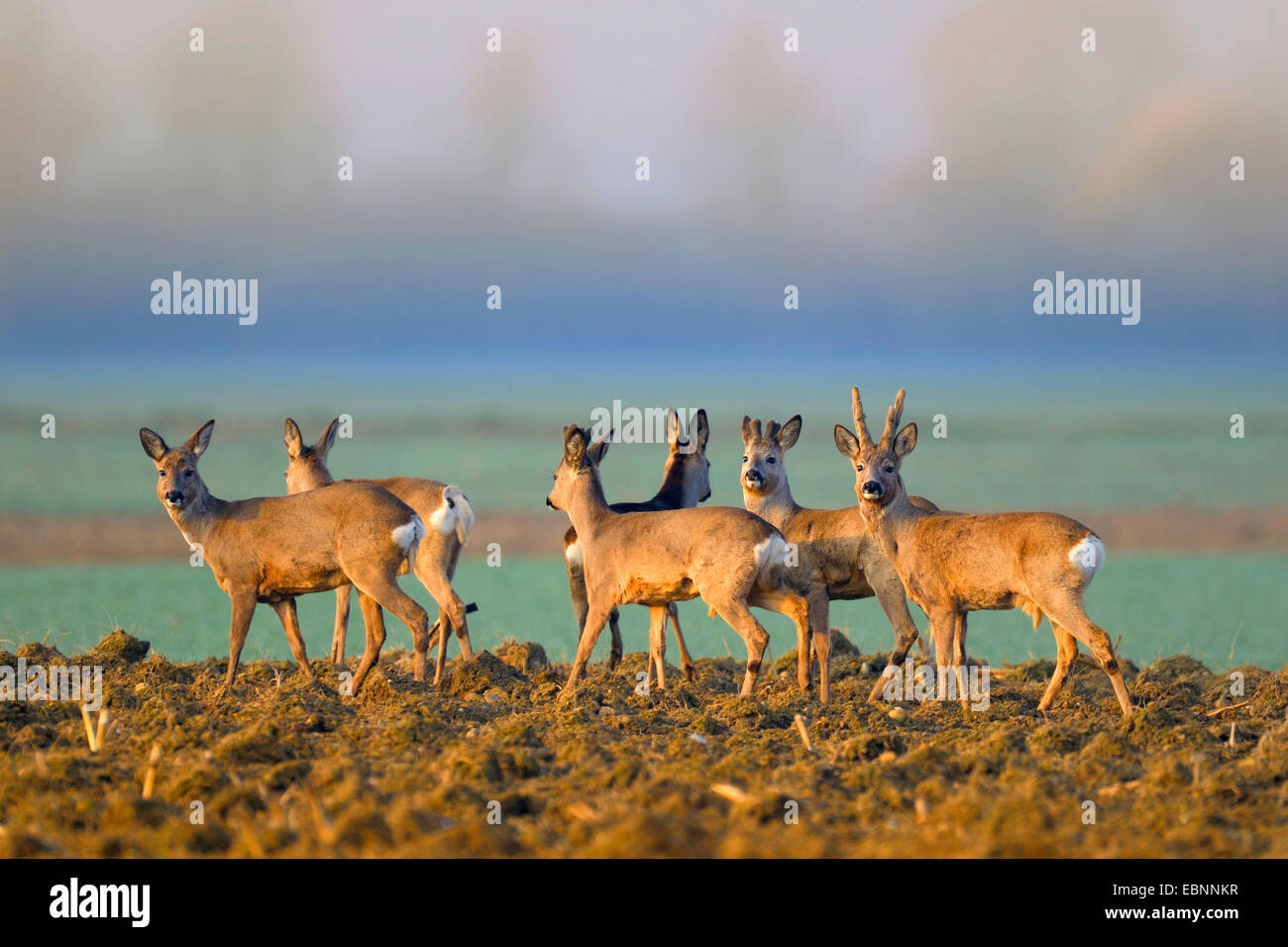 Reh (Capreolus Capreolus), eine Gruppe von Rehe auf einem Feld im Deutschland