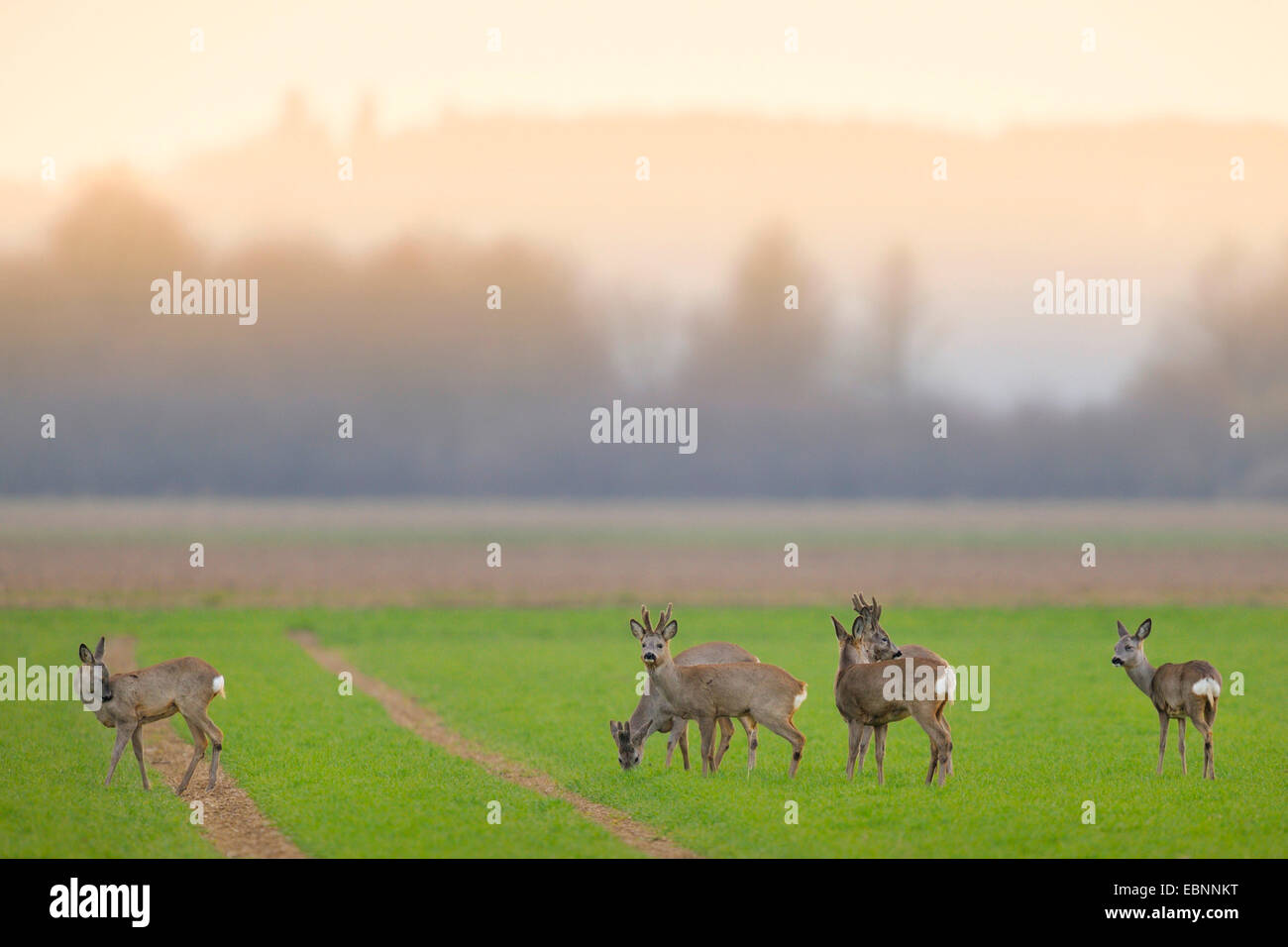 Reh (Capreolus Capreolus), eine Gruppe von Rehe auf einem Feld im Morgennebel, Deutschland, Baden-Württemberg Stockfoto