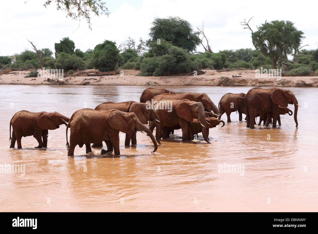 Afrikanischer Elefant (Loxodonta Africana), Herde von Elefanten in den Uaso Nyiro River, Kenya, Samburu National Reserve Stockfoto