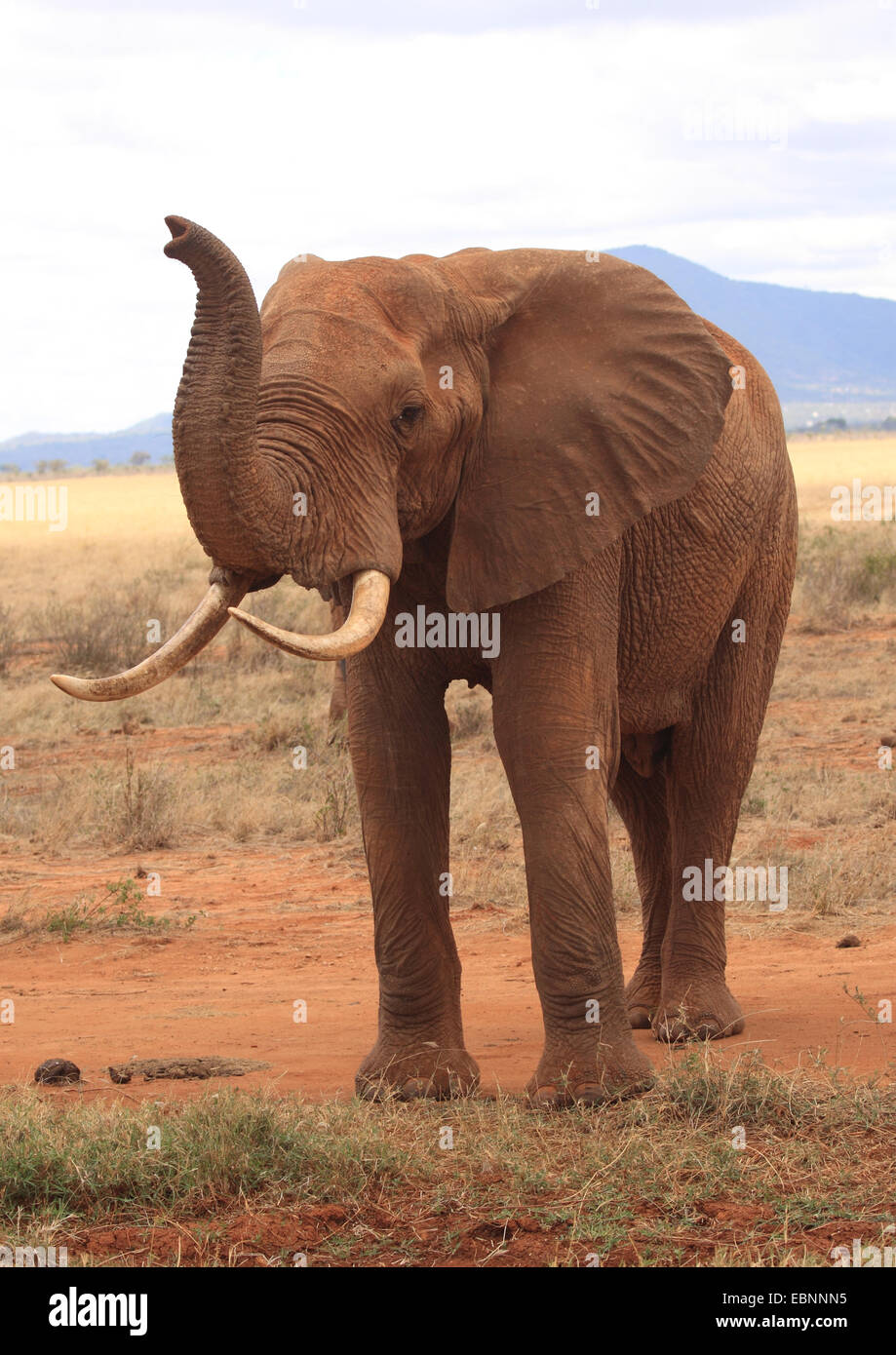 Afrikanischer Elefant (Loxodonta Africana), Erwachsene mit roten Staub bedeckt nach Schlamm, Kenia, Tsavo East National Park Stockfoto