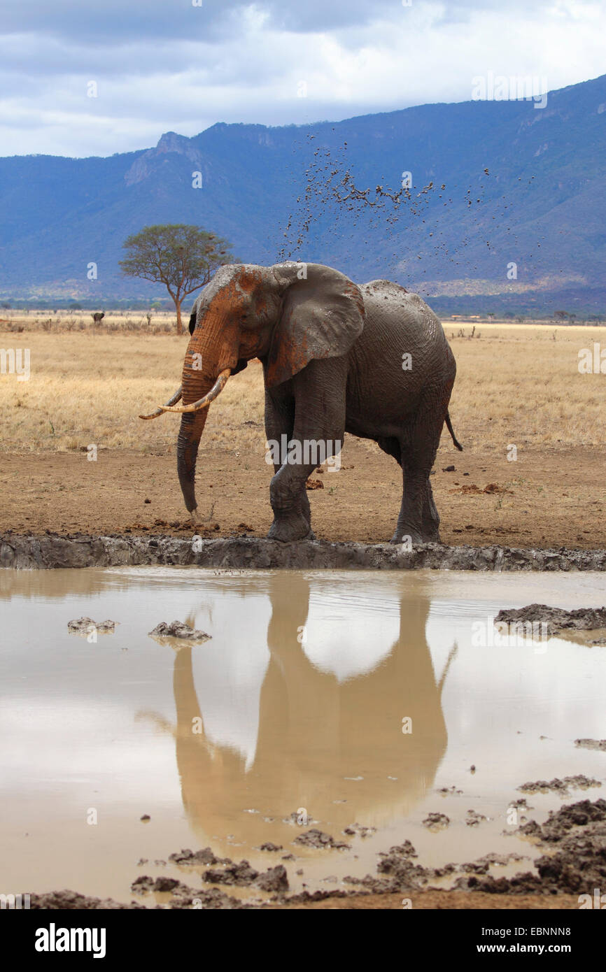 Afrikanischer Elefant (Loxodonta Africana), Stier nehmen ein Schlammbad in einem Wasserloch in eisenhaltigen roten Erde, Kenia, Tsavo East National Park Stockfoto