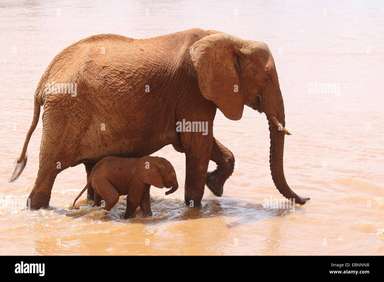 Afrikanischer Elefant (Loxodonta Africana), Frau mit Baby-Elefant in der Uaso Nyiro River, Kenya, Samburu National Reserve Stockfoto