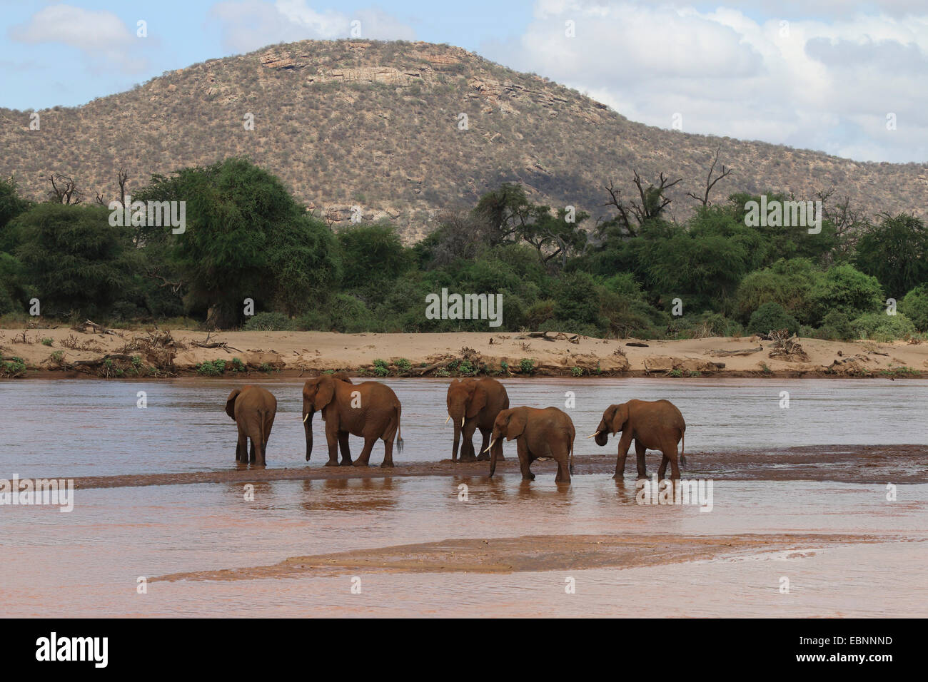 Afrikanischer Elefant (Loxodonta Africana), Herde Elefanten am Uaso Nyiro River, Kenya, Samburu National Reserve Stockfoto