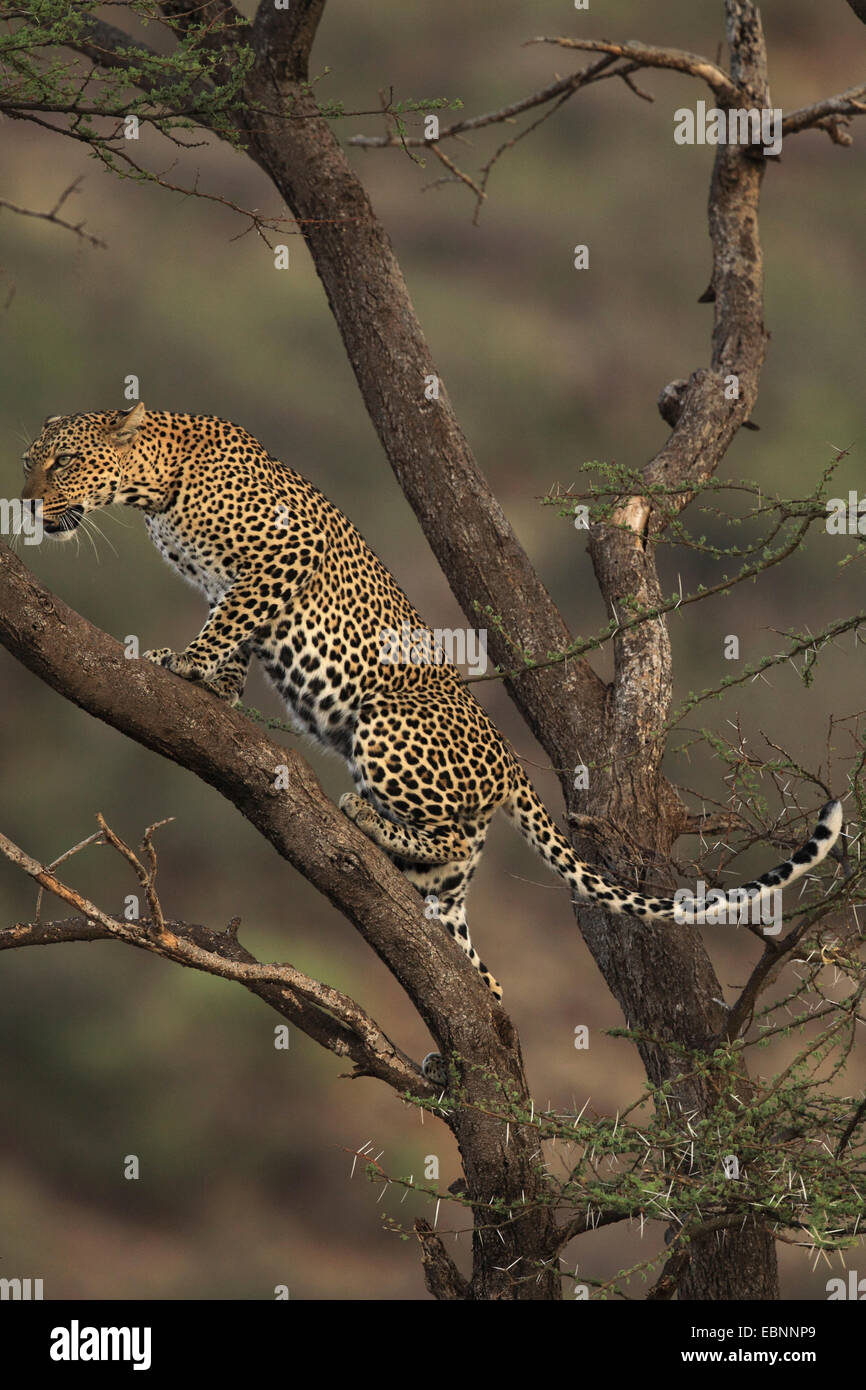 Leopard (Panthera Pardus), Klettern auf einen Baum, Kenya, Samburu Game Reserve Stockfoto