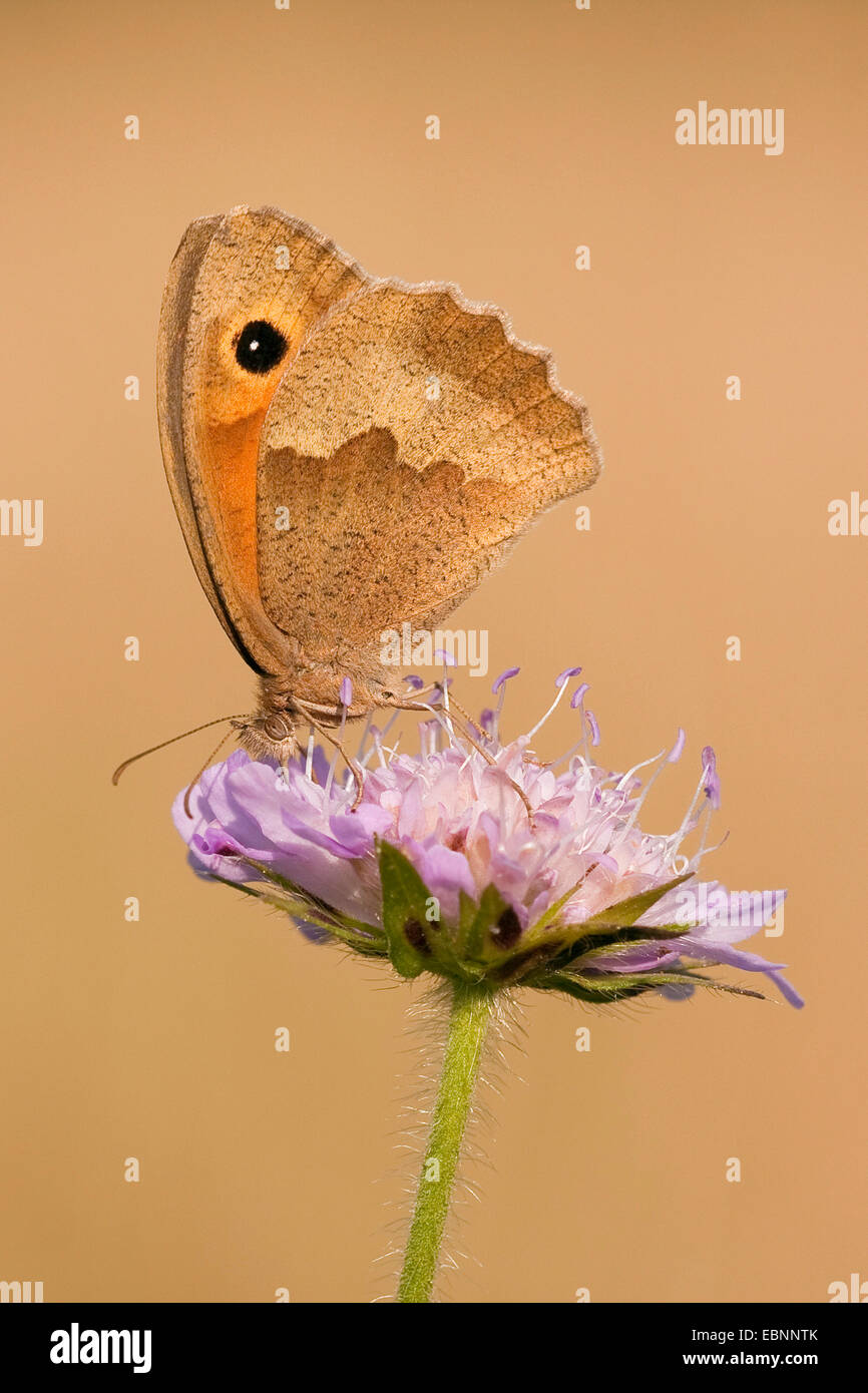 Wiese Braun (Maniola Jurtina, Epinephele Jurtina), sitzt auf einem Feld Witwenblume, Knautia Arvensis, Deutschland, Rheinland-Pfalz Stockfoto