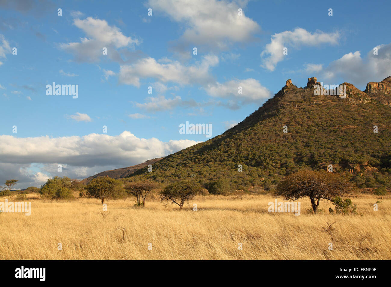 Wiese vor der Ngotshe Berge, Südafrika, Ithala Game Reserve Stockfoto