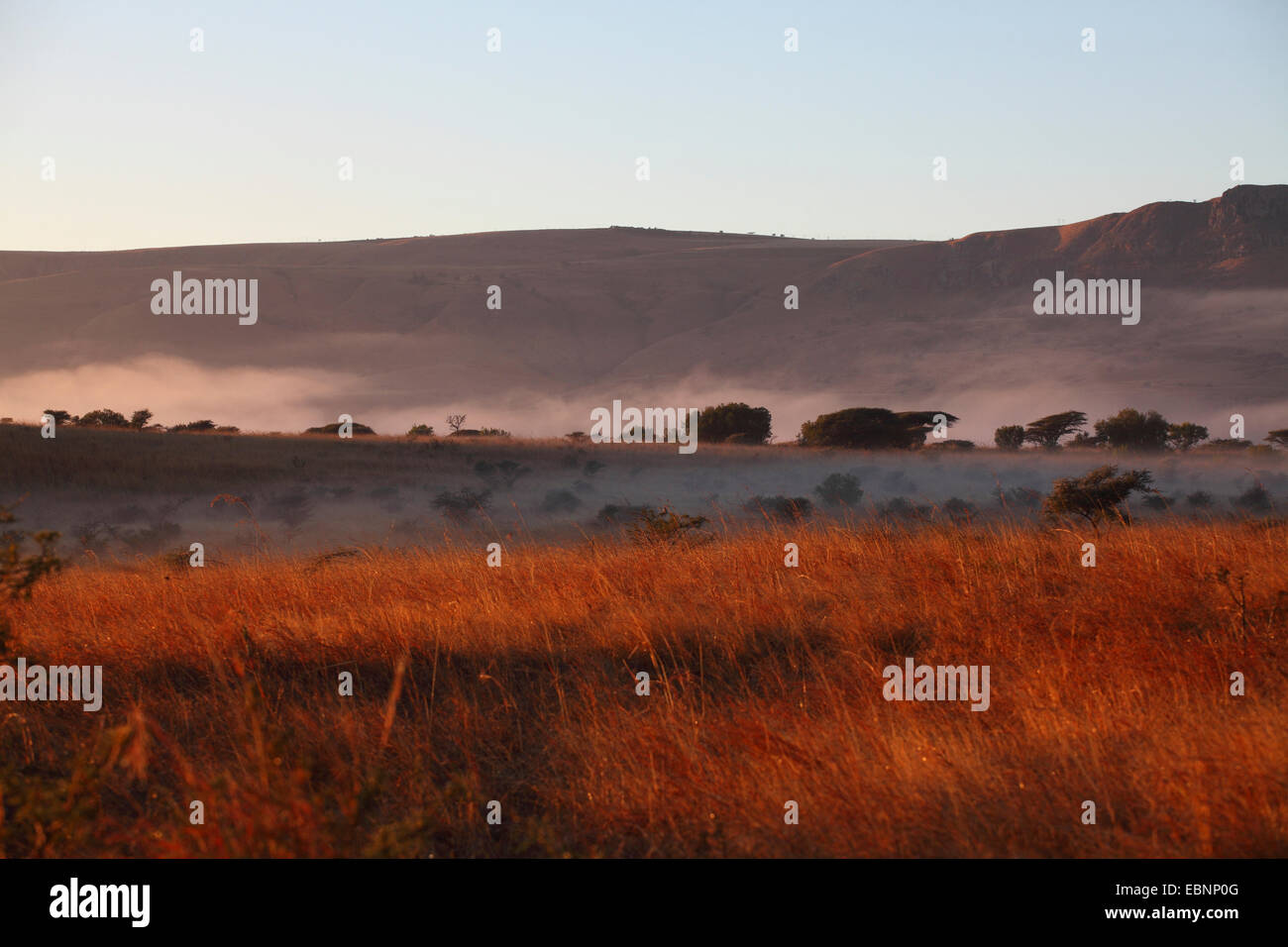 Savanne bei Sonnenaufgang, Südafrika, Ithala Game Reserve Stockfoto